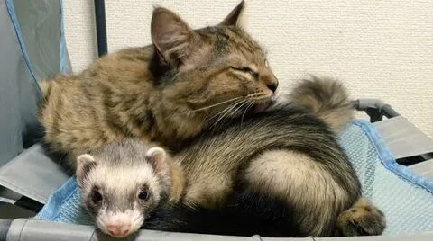 Library ferret