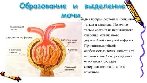 Капиллярный почечный клубочек
