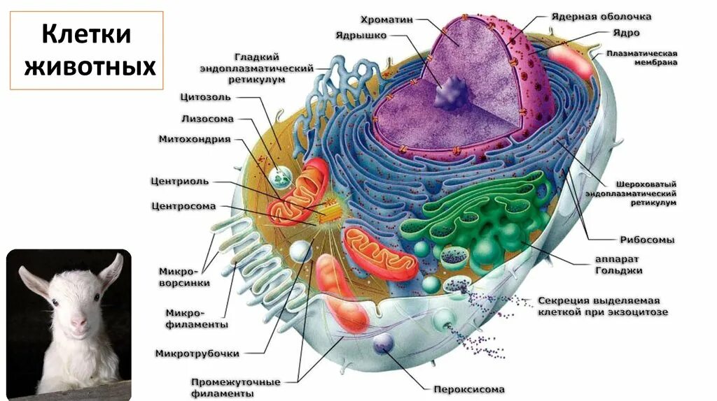 Органеллы передвижения. Строение клетки млекопитающих. Строение животной клетки. Клетка млекопитающего. Клеточная структура животных.