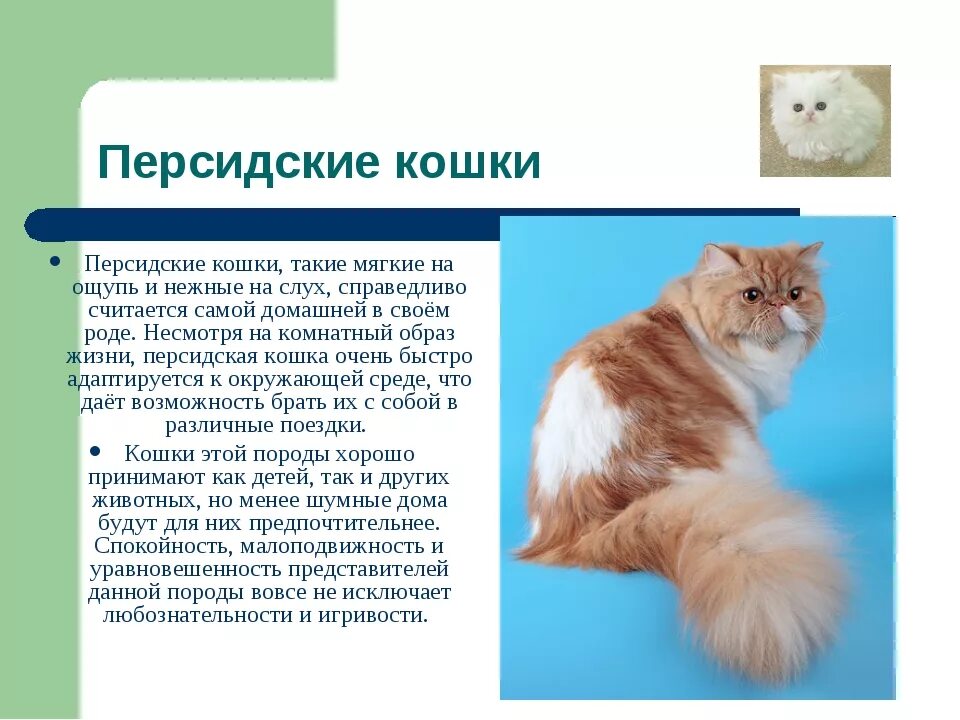 Доклад про кошку. Сообщение о породе кошек. Проект породы кошек. Рассказ о персидской кошке. Описание кота.