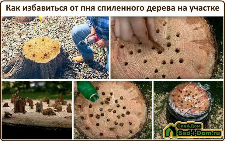 Как избавиться от пня на участке быстро. Как избавиться от пня на участке. как избавиться от пенька спиленного дерева. от пеньков деревьев без корчевания средство. как избавиться от пеньков деревьев на участке.