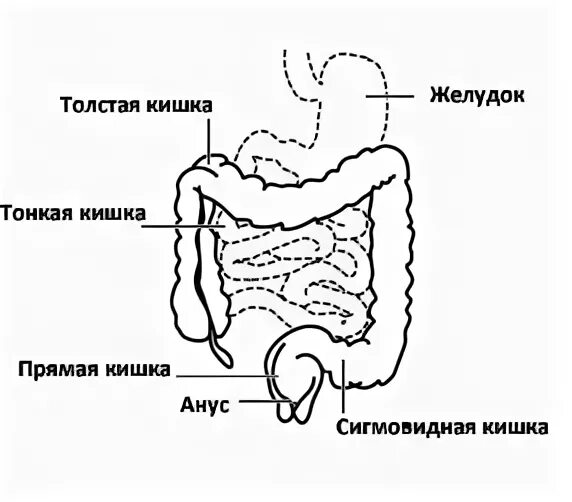 Голотопия правого изгиба ободочной кишки. Правый изгиб толстой кишки. Праввй изгиб толстой Кишк. Загиб Толстого кишечника. Изгиб кишечника