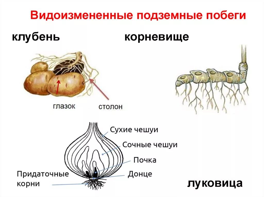 Доказательство корневище видоизмененный побег. Корневище, корнеплод, клубнелуковица. Видоизменение побегов луковица строение. Видоизменения побегов клубнелуковица. Видоизмененные подземные побеги клубень.