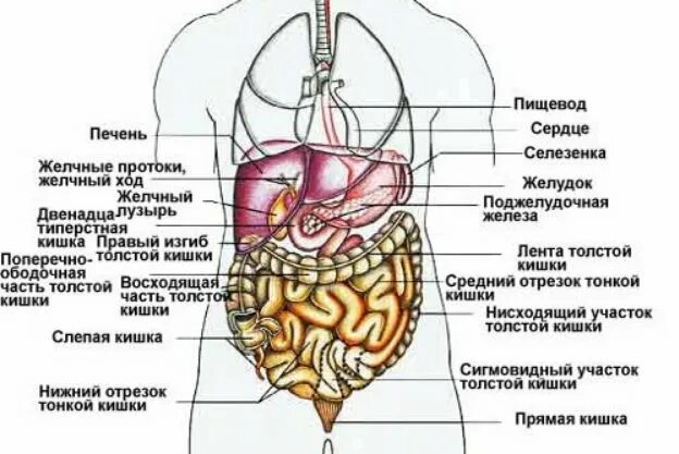 Боль под ребрами справа спереди у мужчин. Органы слева снизу. Орган справа снизу. Какой орган находится снизу слева живота. Орган справа снизу живота.