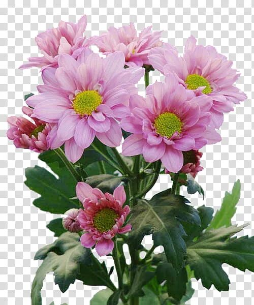 Хризантема корейская рыжик. Хризантема корейская рейган. Хризантема рейган. Хризантема корейская рейган. Хризантема рейган сплендид.