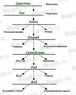 Таксон объединяются эти животные