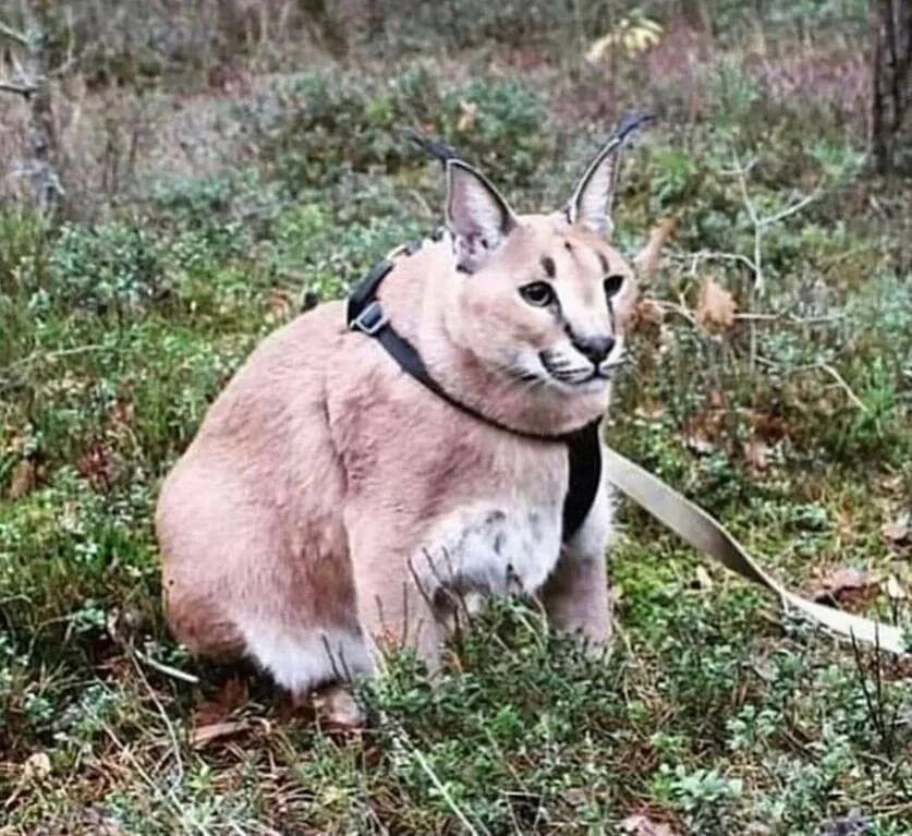 This post. Meme made by m14 gang. This post. I wonder who is that for. ￼ i wonder who.