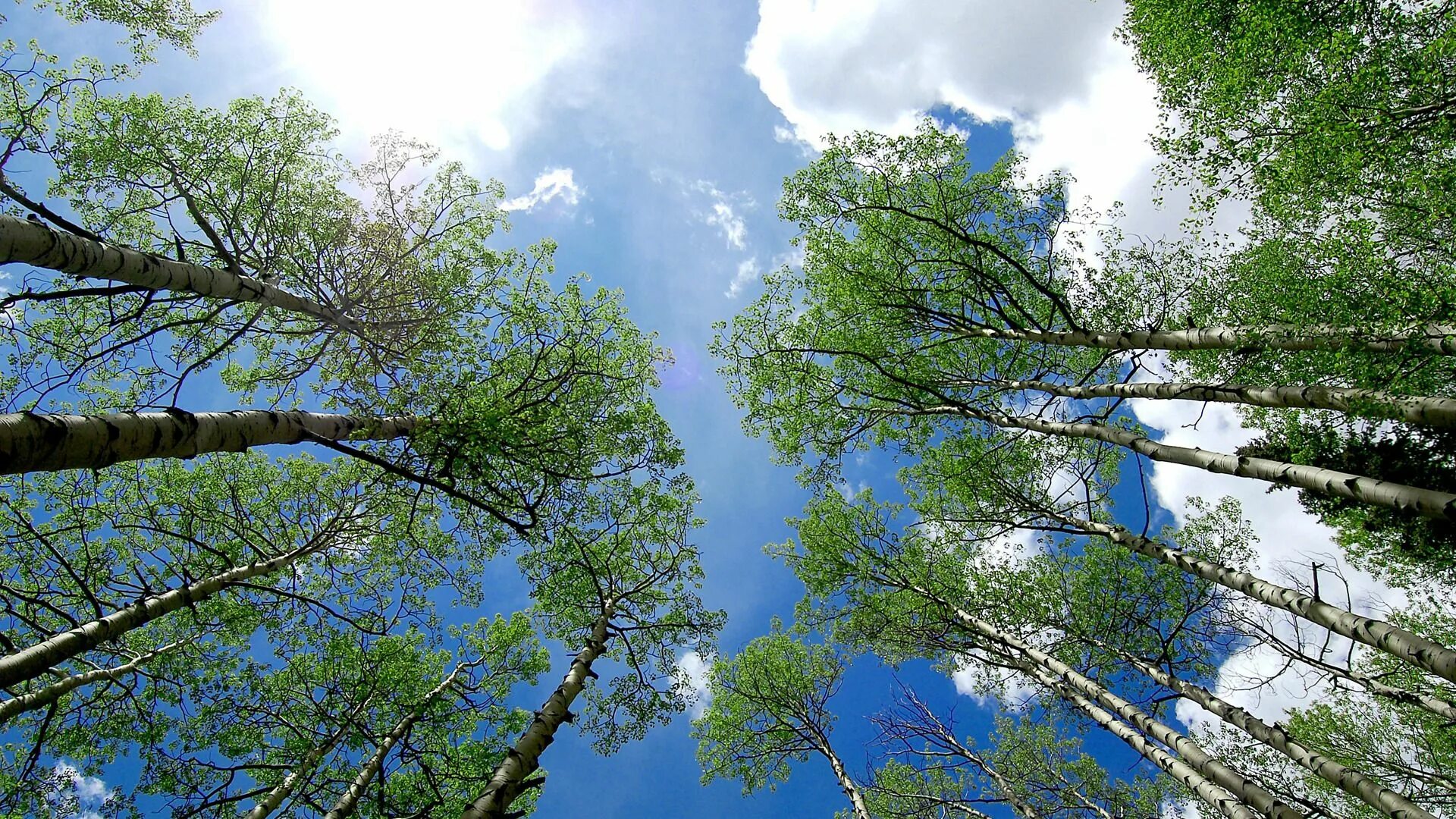 Leaves Sun Tree free image download