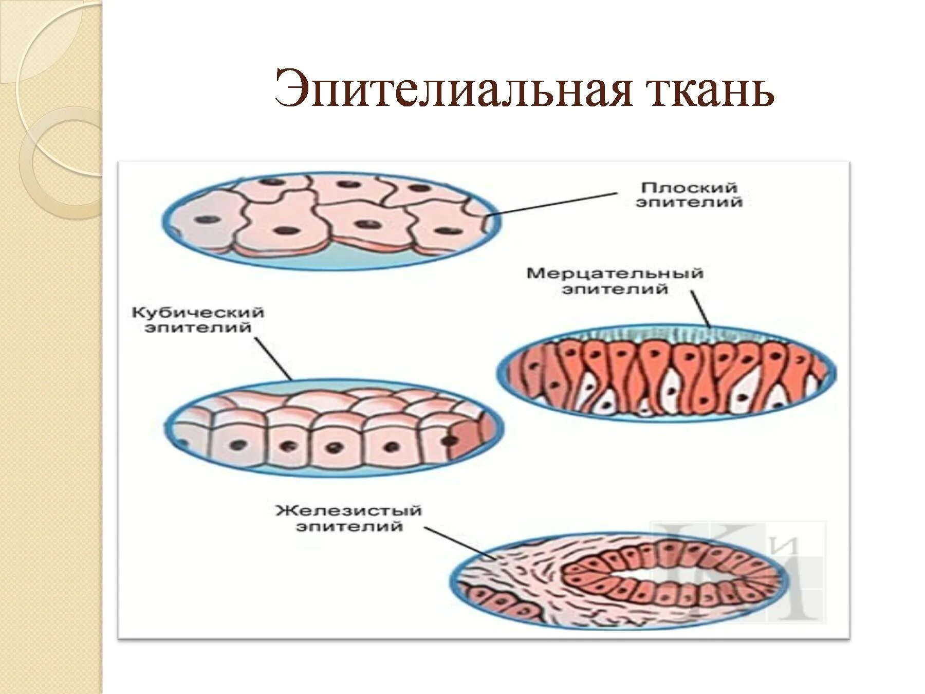 Система органов эпителиальной ткани. Типы тканей эпителиальная соединительная. Система органов эпителиальной ткани. Строение ткани эпителиальной ткани. Система органов эпителиальной ткани.