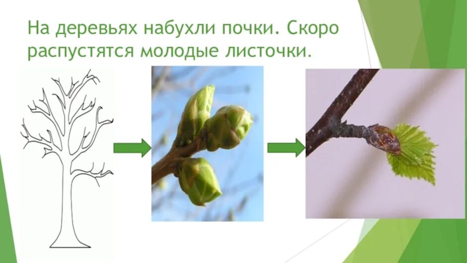 Почки деревьев рисунок. Набухают почки на деревьях. этапы распускания почек. почки листочки для дошкольников. распускаются почки на деревьях.