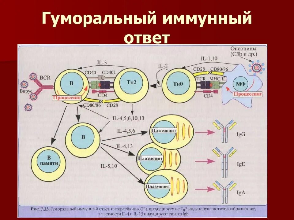 Компонент иммунного ответа. Схема гуморального иммунного ответа. Гуморальный иммунитет схема. Клеточный и гуморальный иммунный ответ иммунология. Механизм гуморального иммунитета схема.