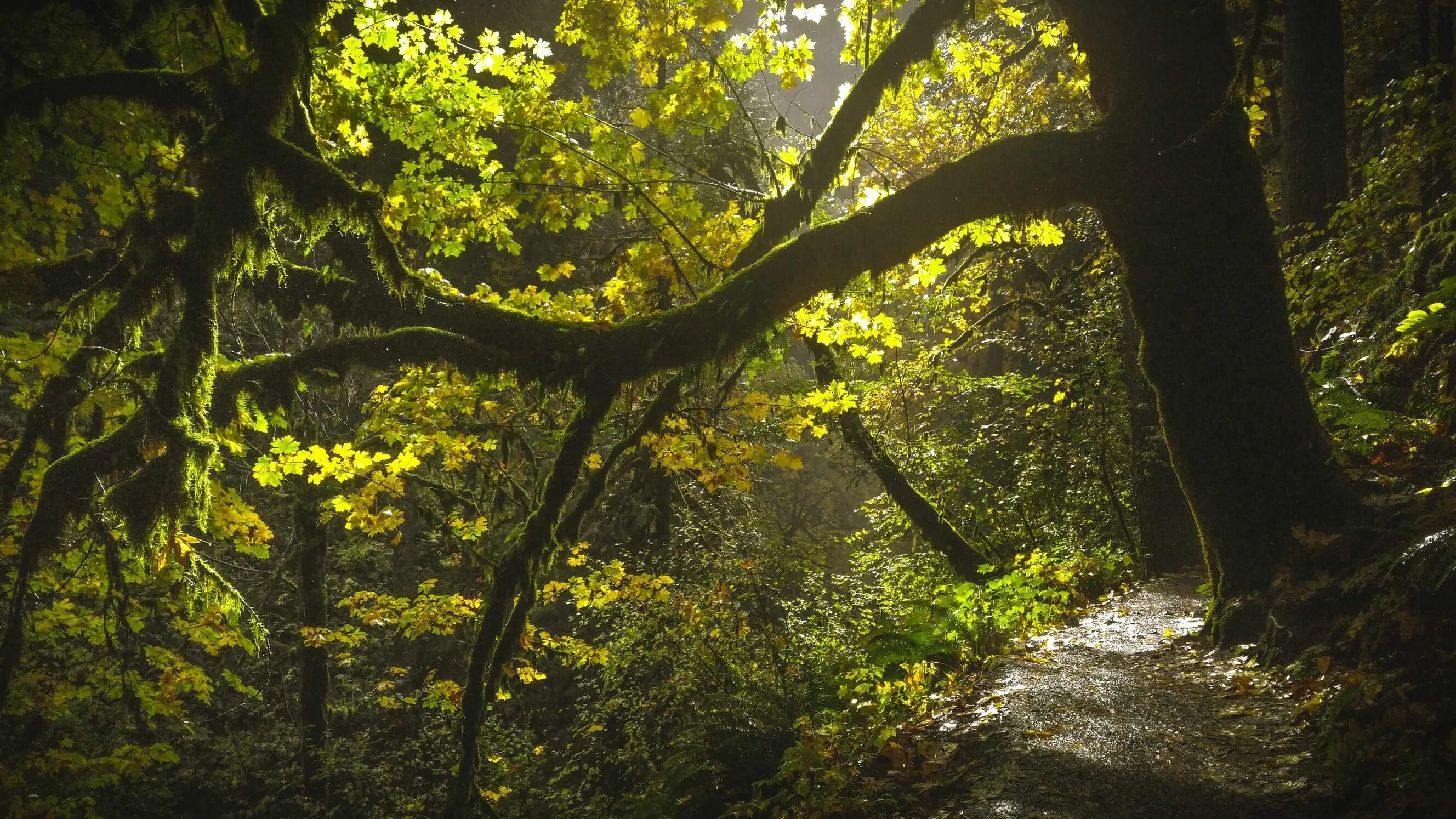 Silver Falls State Park. Silver Falls Park Oregon. Falling state