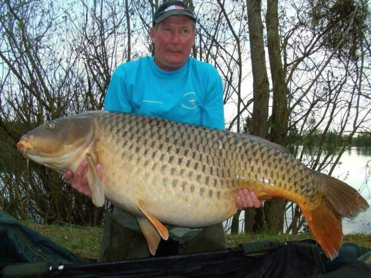 Г б карп. Сазан 100 кг. Сазан (Cyprinus Carpio). Сазан рекорд. Карп рекорд.