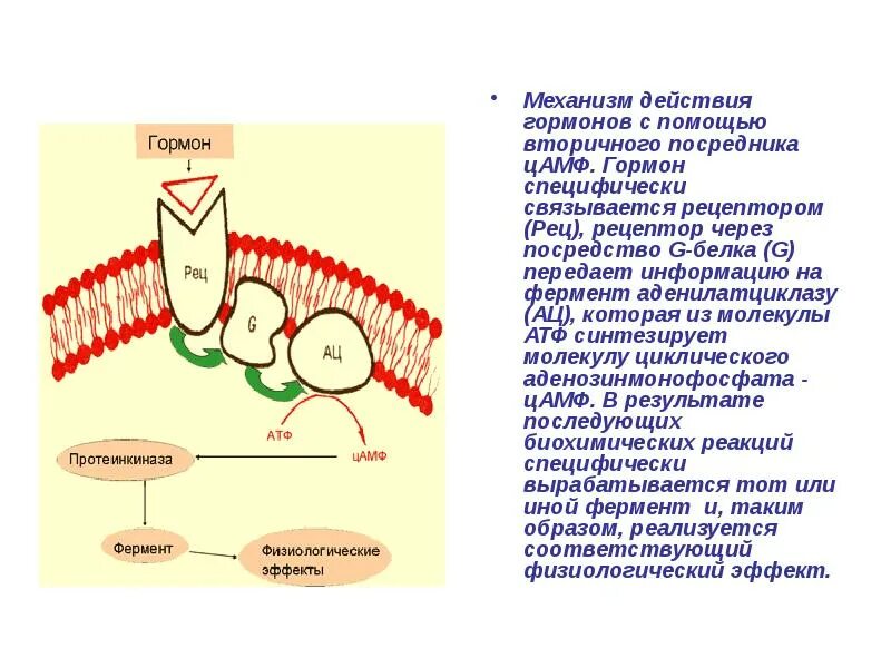 В ферменты входят гормоны. ЦАМФ механизм действия гормонов. Механизм действия через гормоны. Схема механизма действия гормонов через ЦАМФ. ЦАМФ механизм действия.