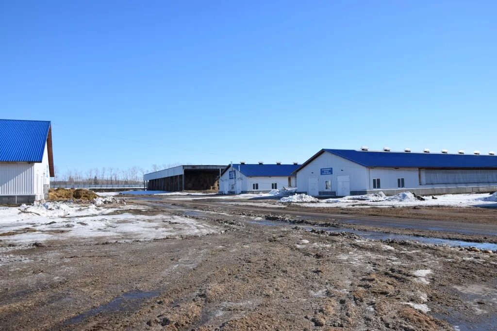 ваганово кемеровская область. молочный комплекс ао ваганово. ваганово кемеровская область. ваганово кемеровская область. промышленновский район ваганово.