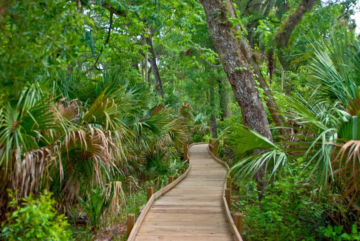 Describe nature. Флорида лес. Штат Флорида леса. Долина бабочек Родос. Флорида тропический лес.