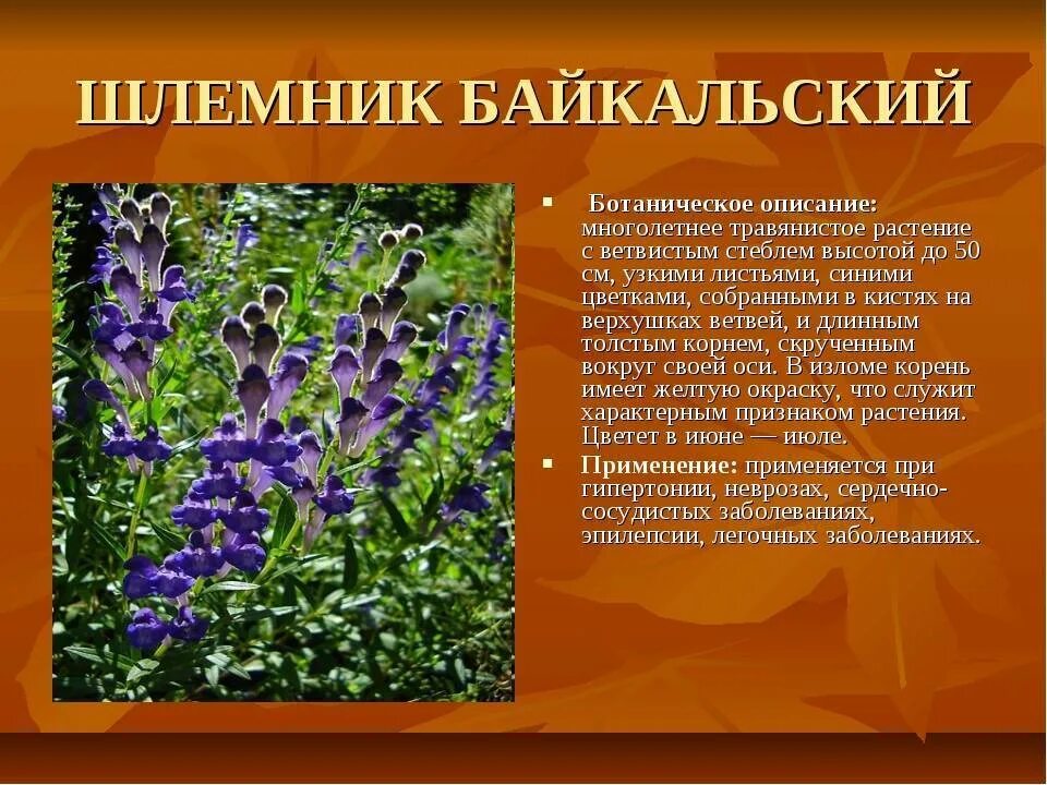 Растения фото описание. Цветы Забайкалья шлемник. Редкие лекарственные растения. Лекарственные кустарники. Лекарственные цветы описание.