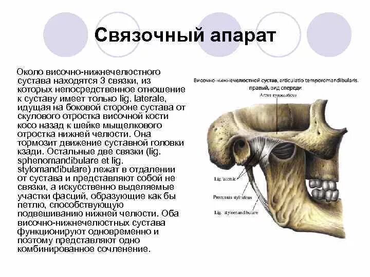 Соединение нижнечелюстной и височной кости. Связочный аппарат ВНЧС. Внутрикапсульные связки височно-нижнечелюстного сустава. Анатомия сустава ВНЧС. Связки ВНЧС таблица.