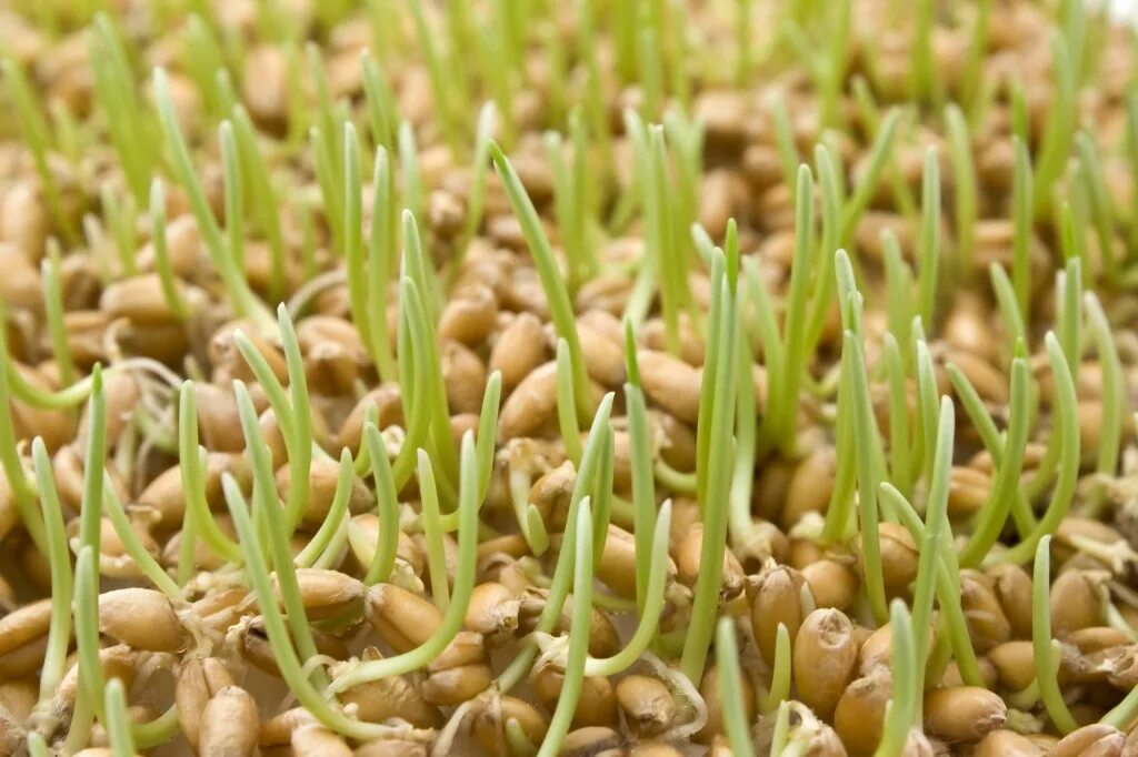 Польза пророщенных семян. Проросшая пшеница микрозелень. Полба проростки. Микрозелень зародыши пшеницы. Пшеница семена пророщенная.