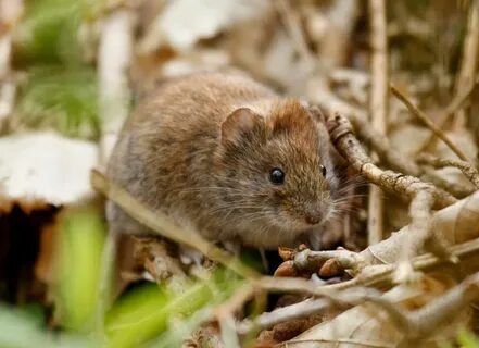 Vole