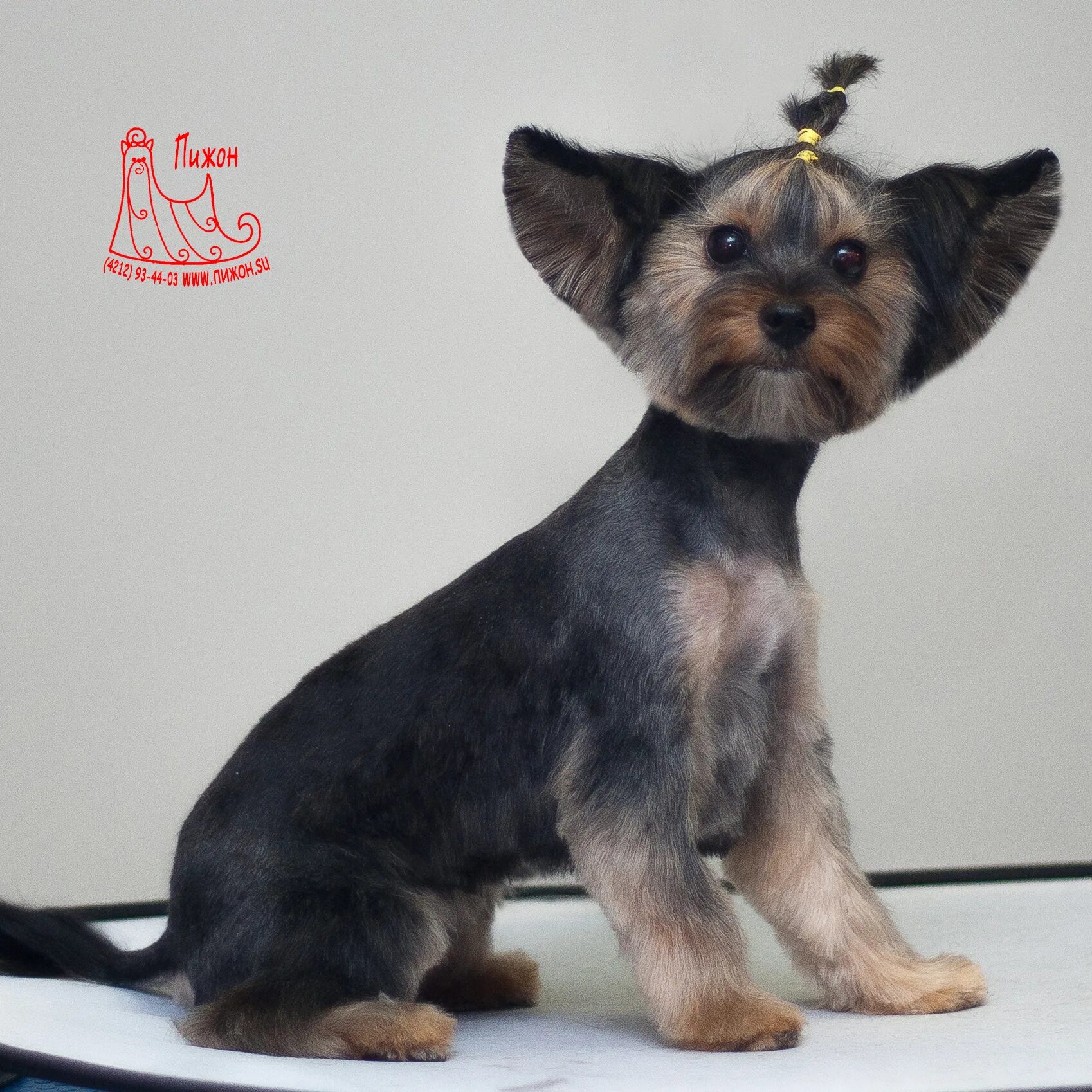 грумминг йорка. стрижка мини йорка мальчика. короткая стрижка йорка. стрижка мини йорка мальчика. йорк йорк.