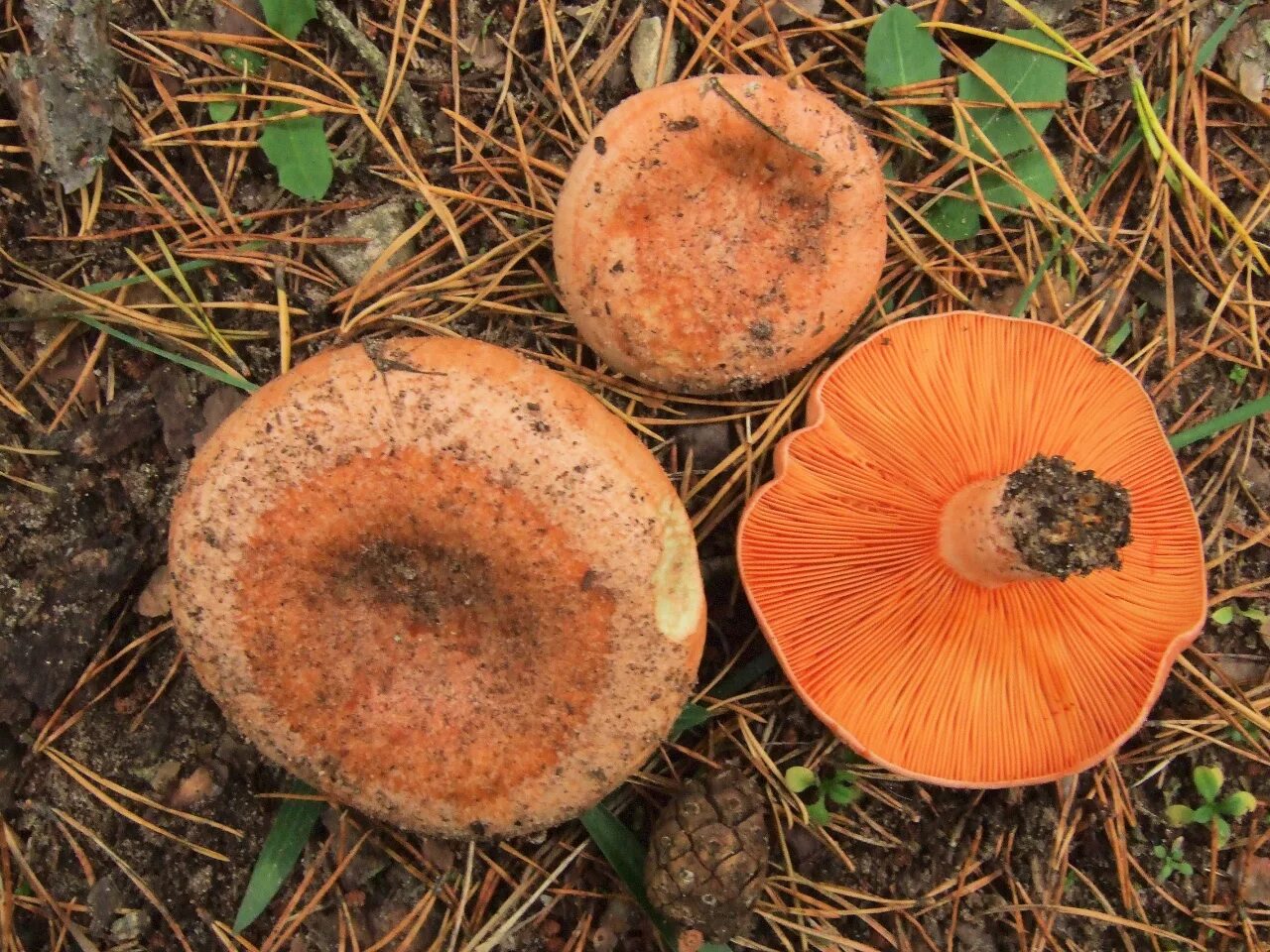 Рыжик Сосновый/Боровой (Lactarius deliciosus);. Млечник Рыжик гриб. Грибы Рыжик деликатесный. Царский гриб Рыжик.