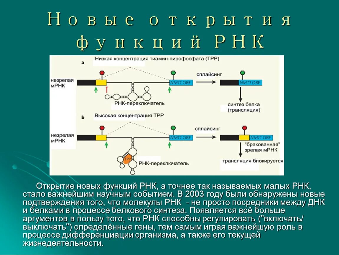 Ферментативная функция РНК. МРНК функции. Роль РНК В организме. Функции РНК праймера.