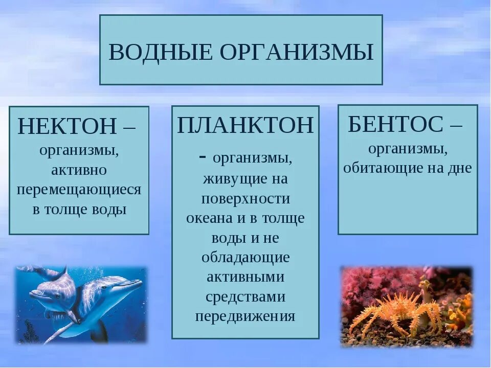 Планктон какая группа. Планктон Нектон бентос. Планктон Нектон бентос таблица. Бентос Планкитон Пентон. Нектон Нейстон перифитон планктон и бентос.