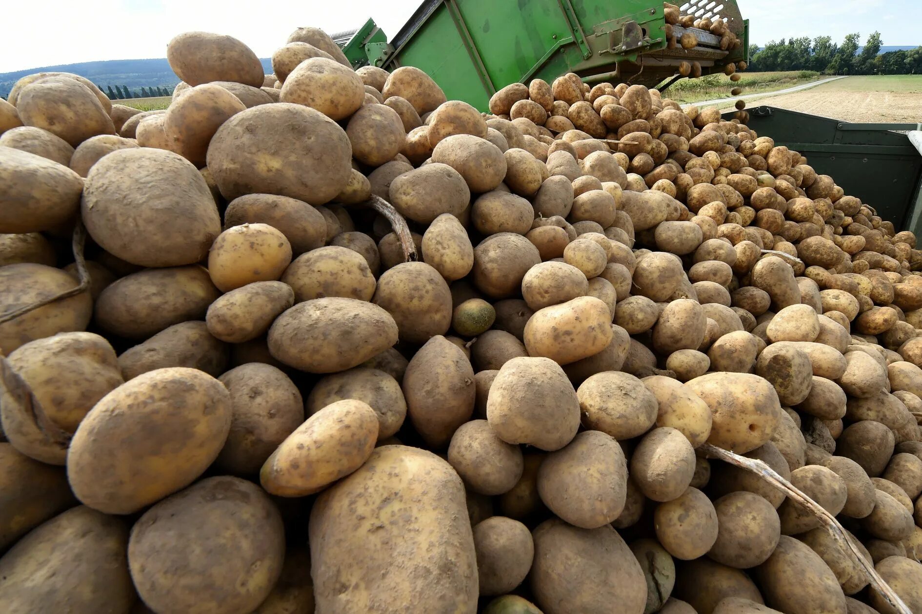 Картофель ласунок купить. Крупный картофель. Крупная картошка. Самые крупные сорта картофеля.