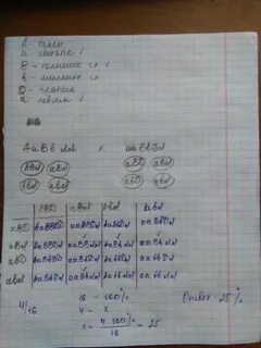 В семье родился голубоглазый ребенок