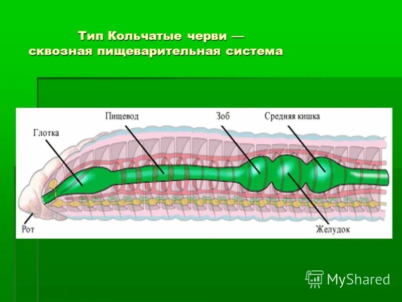 Тип круглые черви пищеварительная. Отделы пищеварительной системы кольчатых червей. Кольчатые черви пищеварительная система сквозная. Сквозная пищеварительная система у кольчатых червей. Строение пищеварительной системы кольчатых червей.