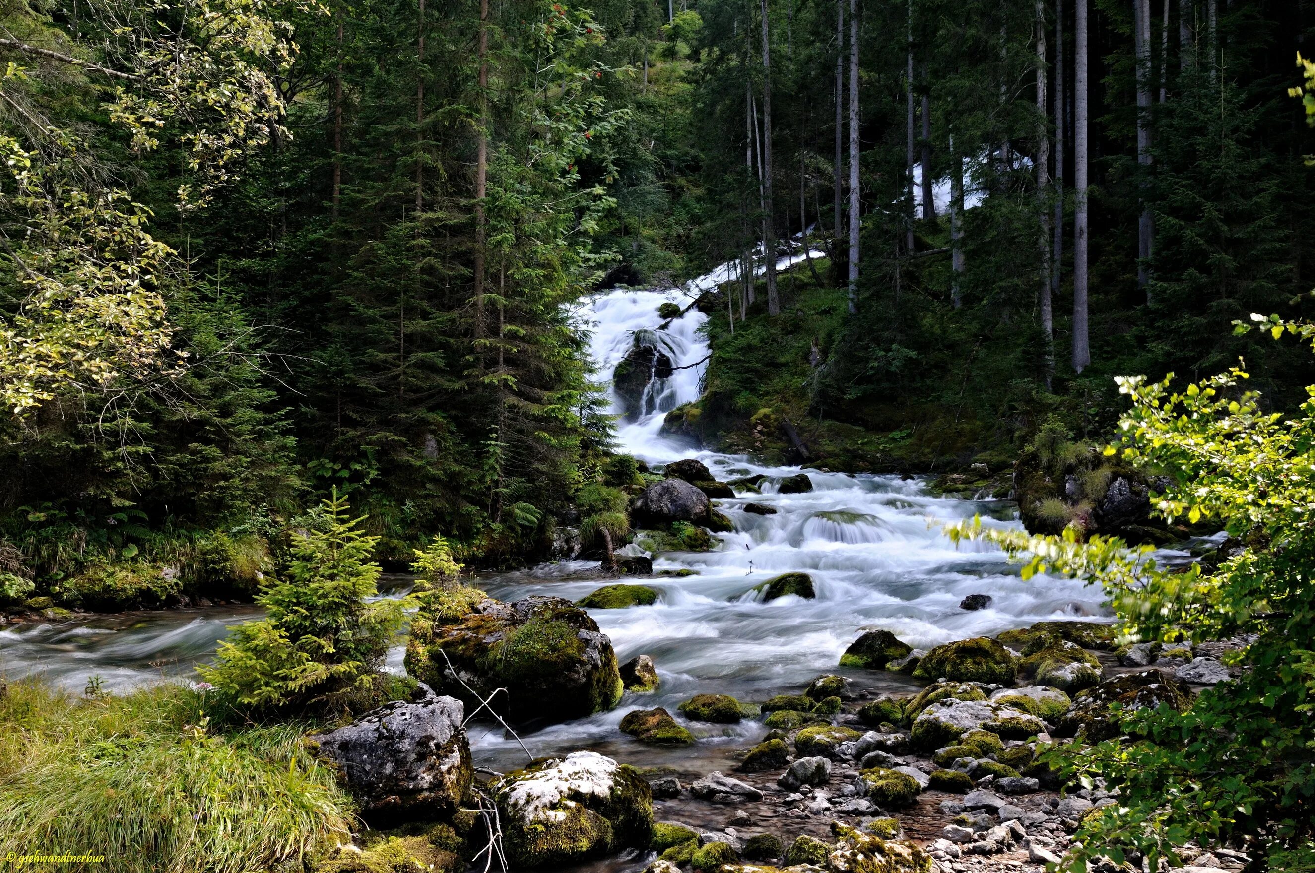 Горный ручей Норвегия. Берген лес ручей. Хвойная Тайга ручей. Лесной ручей речушка.