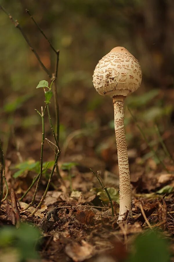 Гриб зонтик двойники. Гриб - зонтик пёстрый (macrolepiota procera). Негниючник кровавоголовый. Зонтики грибы несъедобные. Гриб зонтик лохматый.
