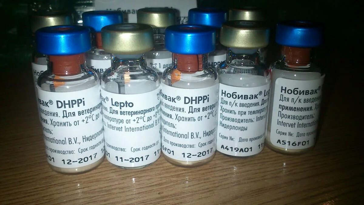 Нобивак для собак от чего. Нобивак DHPPI Lepto Rabies. Вакцина Нобивак DHPPI для собак. Нобивак DHPPI Паппи. Вакцина Нобивак DHPPI + RL.