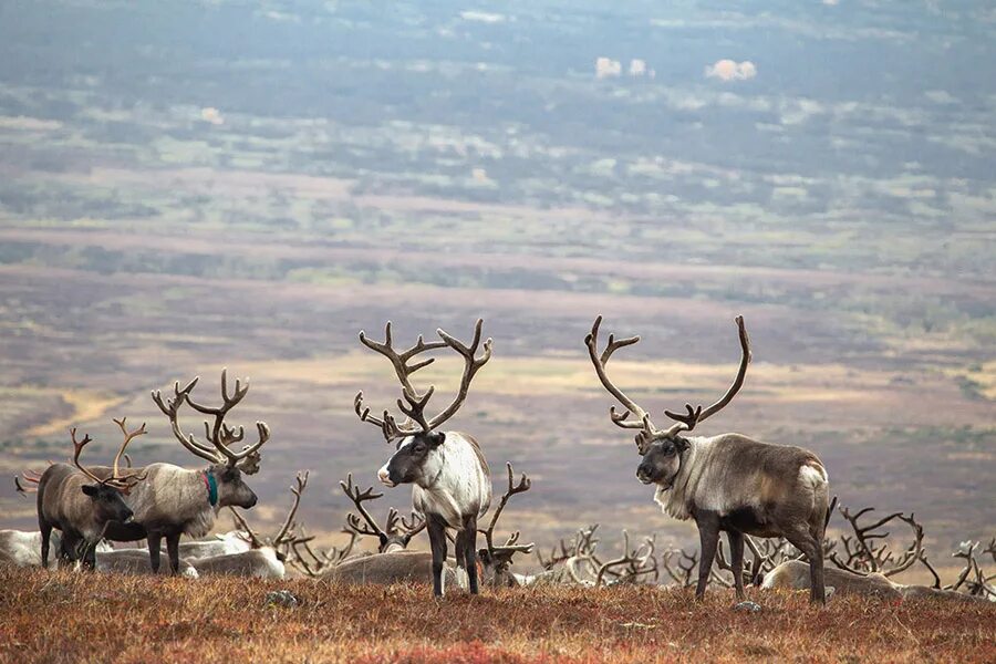 Сибирский тундряной северный олень. Тундра цветет путорана. Разнообразие тундры. Северный олень ямал. Тундра летом ненецкий автономный округ.
