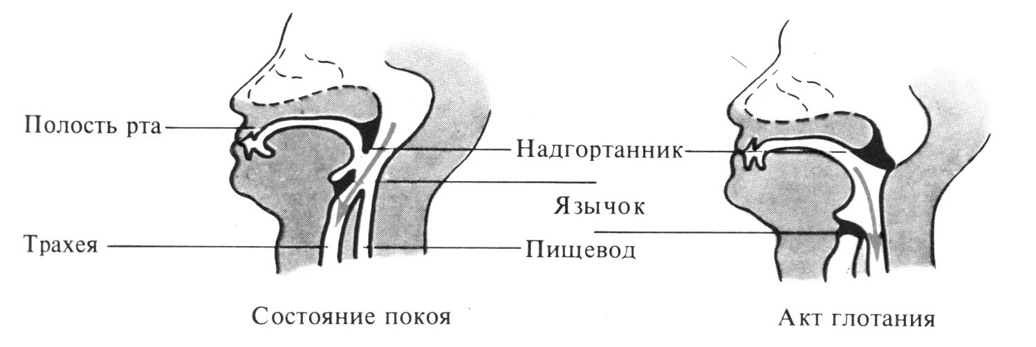Трахея змеи открывается в ротовой полости почему. Трахея змеи открывается в ротовой полости почему