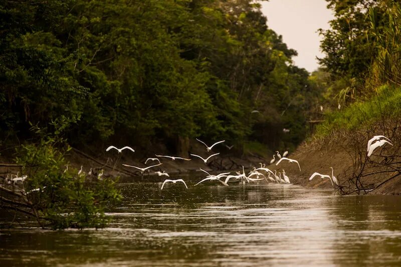 Река Амазонка фауна. Бразилия река Амазонка фауна. Дождевые леса Амазонии фауна. Кайман в Амазонке в реке. Амазонка дика природа