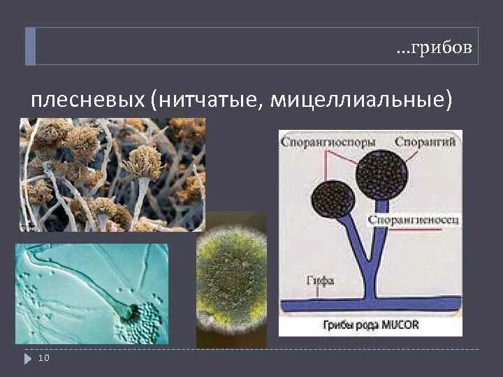 Каково значение гриба мукора в жизни. Плесневые грибы микроскопия. Микроскопические грибы. Микроскопические плесневые грибы. Плесневые (нитчатые) грибы.