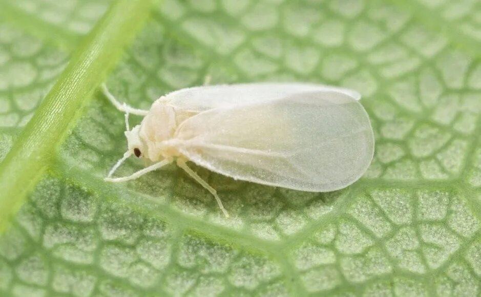 Тепличная белокрылка личинка. Оранжерейная (тепличная) белокрылка. Белокрылка нимфа. Бабочка белокрылка в теплице. Белокрылка тепличная (trialeurodes vaporariorum).