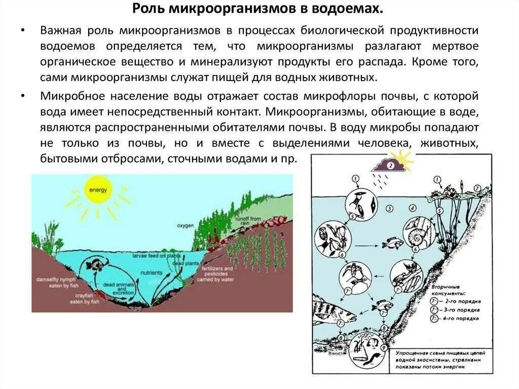 Микрофлора водоемов. Первичная продукция водоемов. Микроорганизмы обитающие в пруду. Продуктивность водоемов.