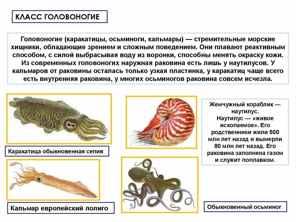 Какой тип характерен для каракатицы. Класс головоногие моллюски дыхательная система. Нервная система головоногих моллюсков Тип. Нервная система кальмара. Органы дыхания класс головоногие.