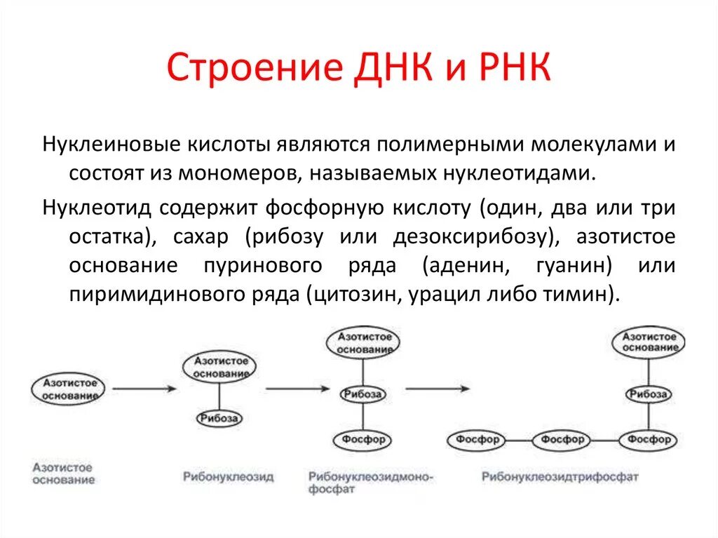 Строение ДНК И РНК. Строение молекулы ДНК И РНК кратко. Схема структуры ДНК И РНК. Строение и генетическая роль нуклеиновых кислот.