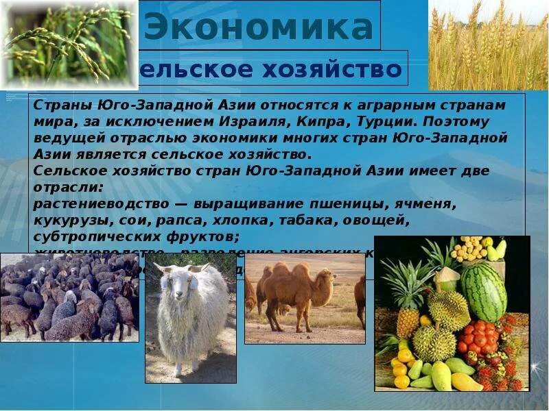 Список юго западной азии. Специализация сельского хозяйства юго западной азии. страны юго западной азии. хозяйственная деятельность юго западной азии. юго западная азия презентация.