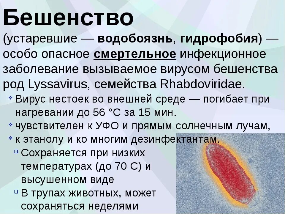 Бешенство презентация. Вирус бешенства презентация. Бешенство возбудитель болезни. Бешенство инфекционное заболевание презентация.