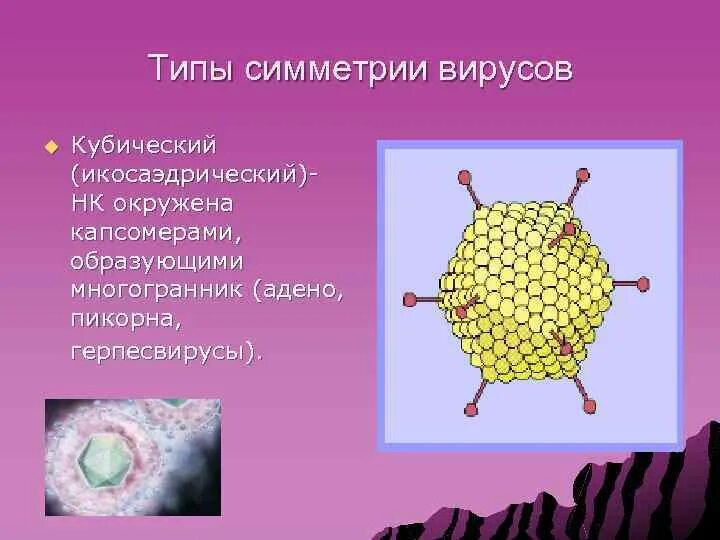 Кубический капсид. Икосаэдрический капсид. типы симметрии вирусов. икосаэдрический тип симметрии вирусов.