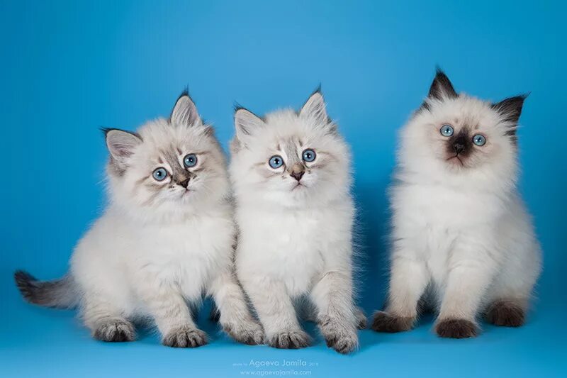 Сиамская невская маскарадная. Сибирская невская маскарадная кошка. Тайская маскарадная кошка. Невская маскарадная кошка. Невская маскарадная кошка отличается от.