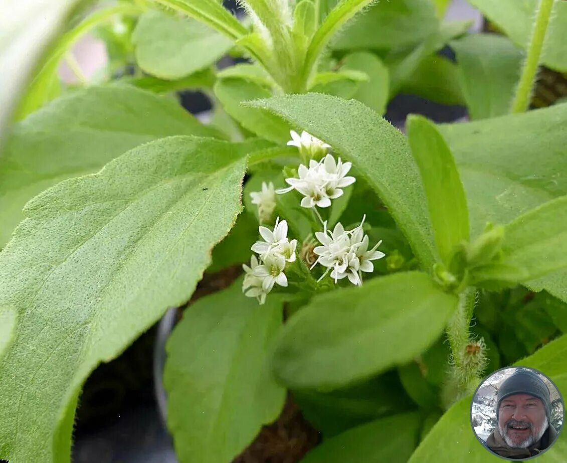 Стевия растение. Стевия цветок многолетняя. Stevia rebaudiana. Стевия куст.