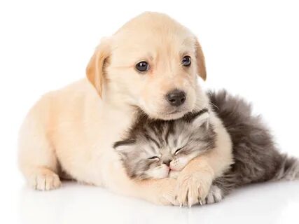 Des chiens
