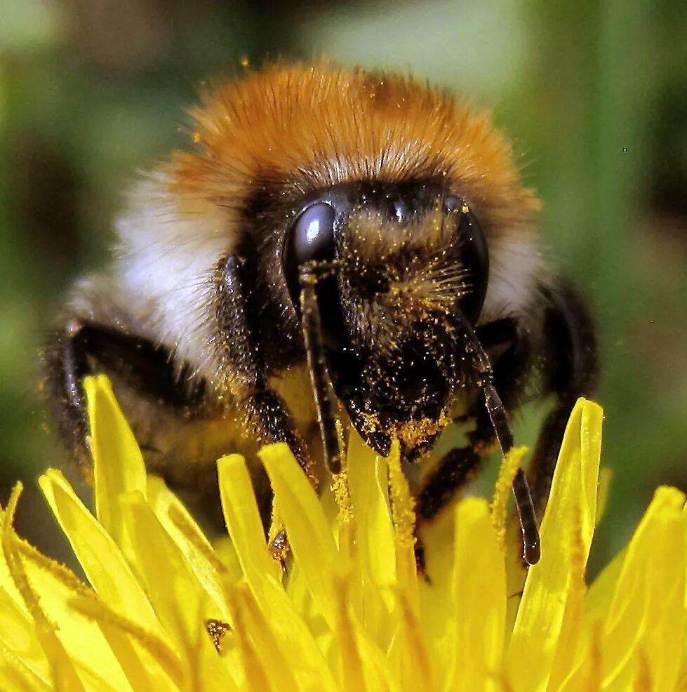 Bombus agrorum. Шмель. Тулупчатый Шмель. Шмель плодовый.