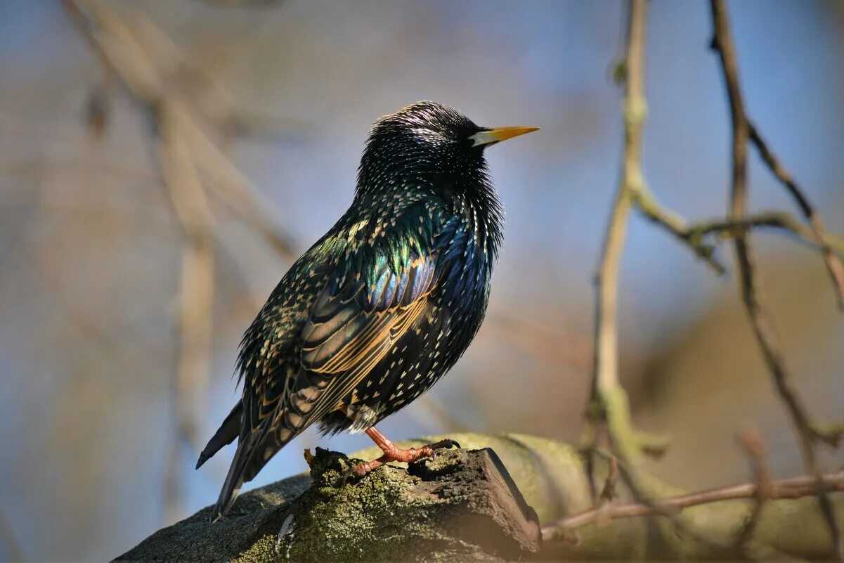 скворцовые птицы. скворец референс. европейский скворец. европейский скворец. обыкновенный скворец.